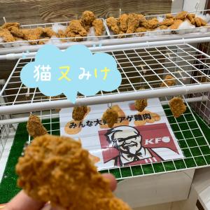 猫又みけ、にく