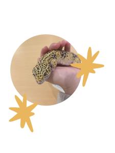 始める
