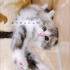ありがとうございましたฅ ᐢ.  ̫ .ᐢ♡⃛