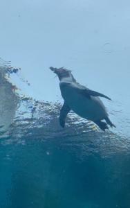 明日もお昼から出勤ちるよー