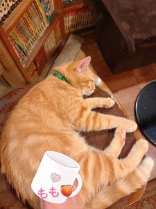 癒しが必要✩.*˚